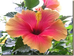 Hibiscus flowers 004