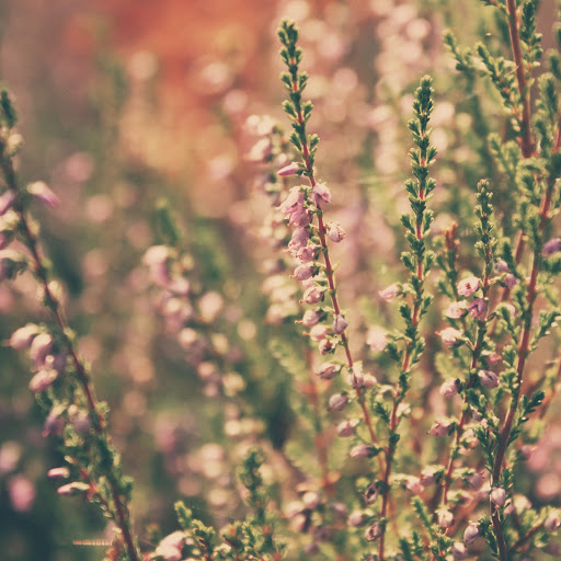 Hd-136449-ascw136449