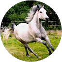 Image Google de Roumat Sandrine