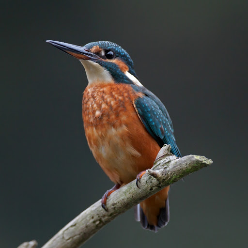 Hd-180612-ascw180612