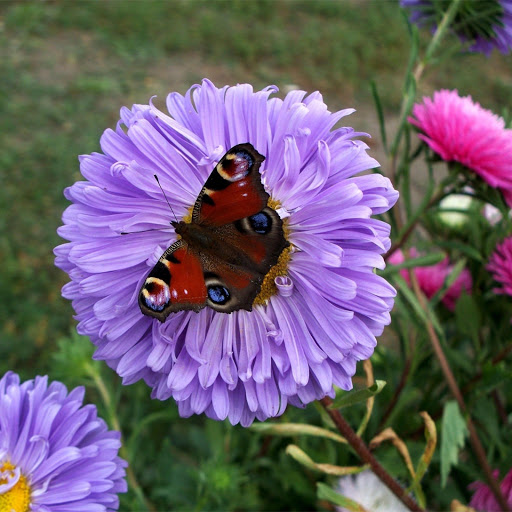 Hd-171296-ascw171296