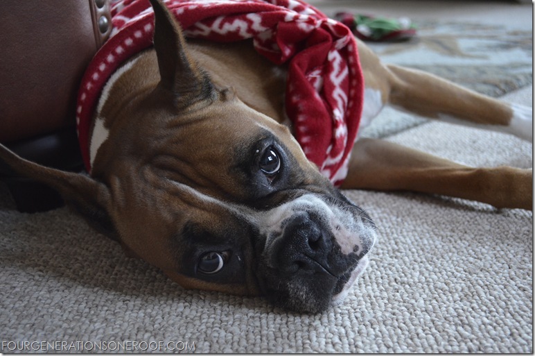 Red DIY Dog christmas sweater