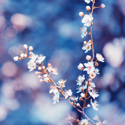 Hd-175738-ascw175738