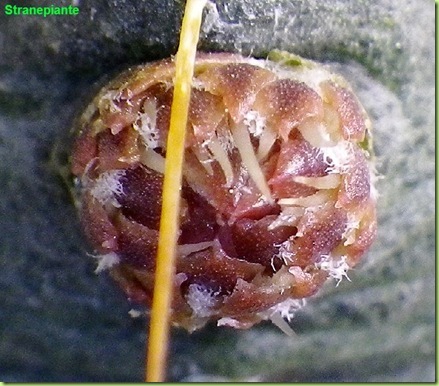 bocciolo Echinocereus knippelianus