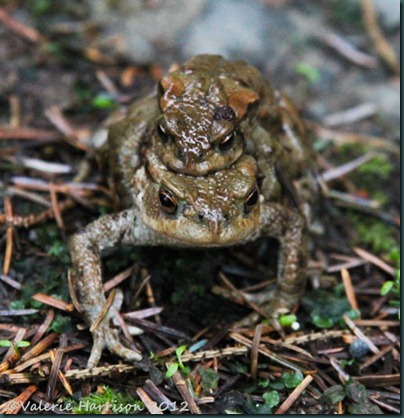 12-toads