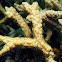 Spine Coral