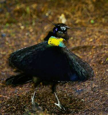 Bird of paradise (burung surga) bird of paradise burung surga