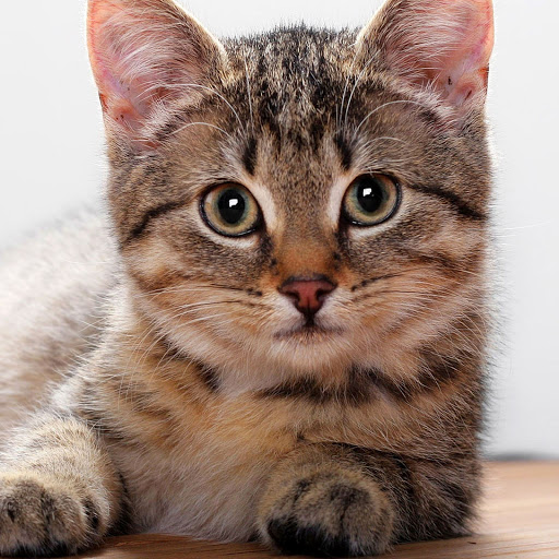 Hd-156105-ascw156105