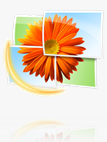 Windows-Live-Photo-Gallery-Logo
