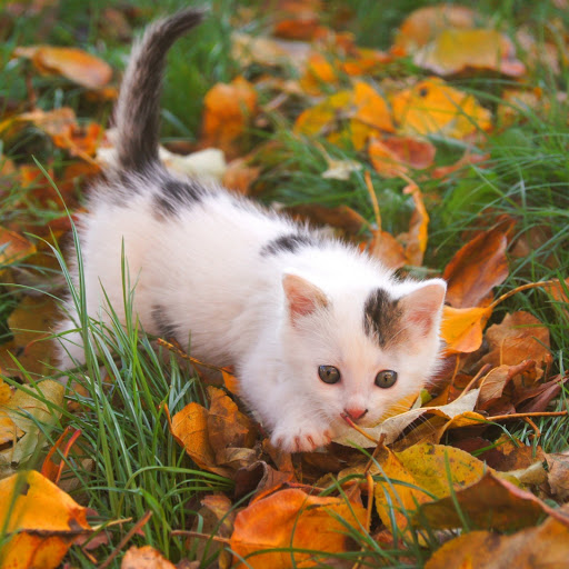 Hd-185899-ascw185899