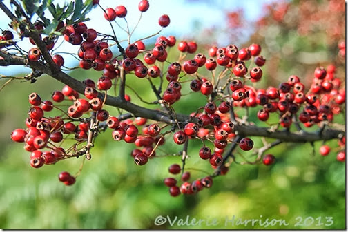 22-hawthorn-berries