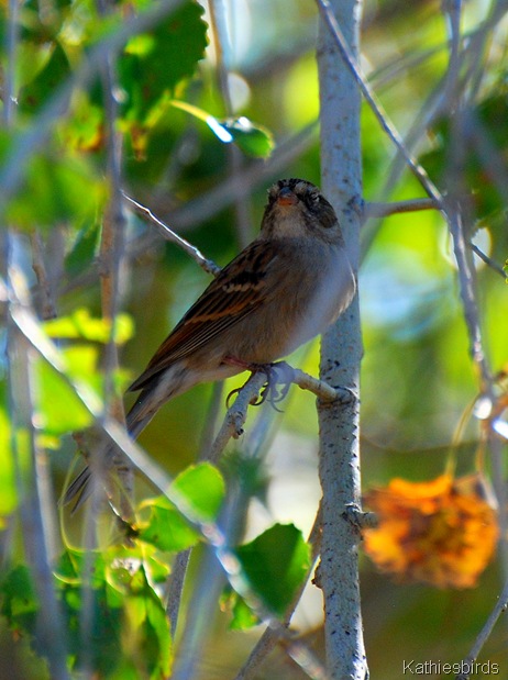 8. Chipping sparrow-kab