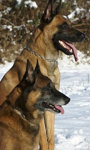 Belgian Malinois Wallpapers Screenshots 1