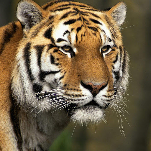 Hd-151311-ascw151311