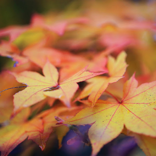 Hd-137716-ascw137716