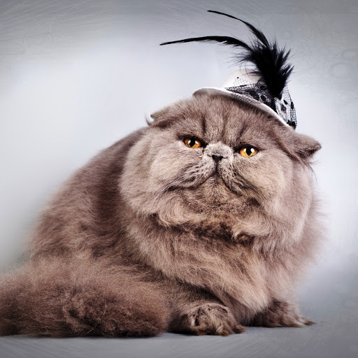 Hd-150359-ascw150359