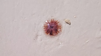 Destin Jellyfish