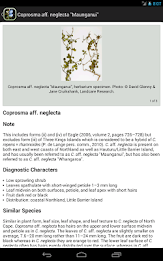 NZ Coprosma Key poster 8