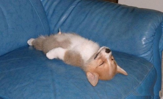 [dogs_017%255B2%255D.jpg]