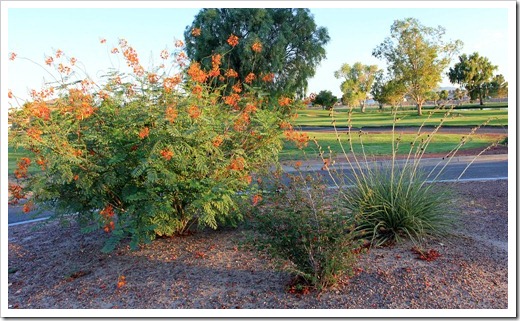 120724_Needles_Caesalpinia-pulcherrima2