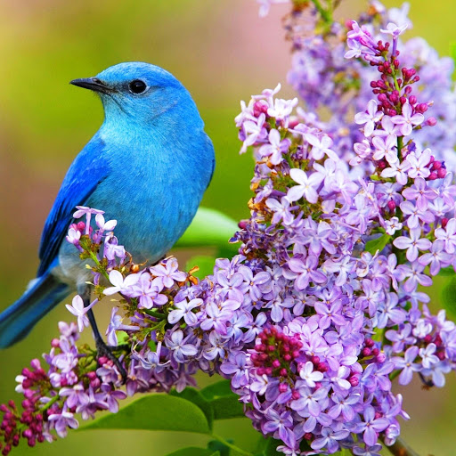 Hd-158575-ascw158575