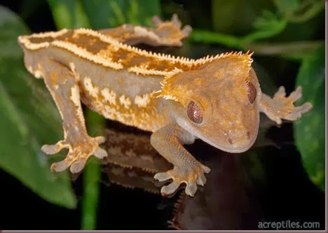 Amazing Animal Pictures crested geckos (1)