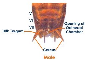 male cockroach