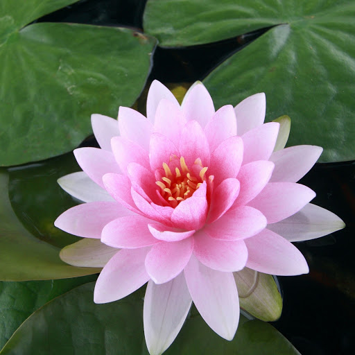 Hd-180214-ascw180214