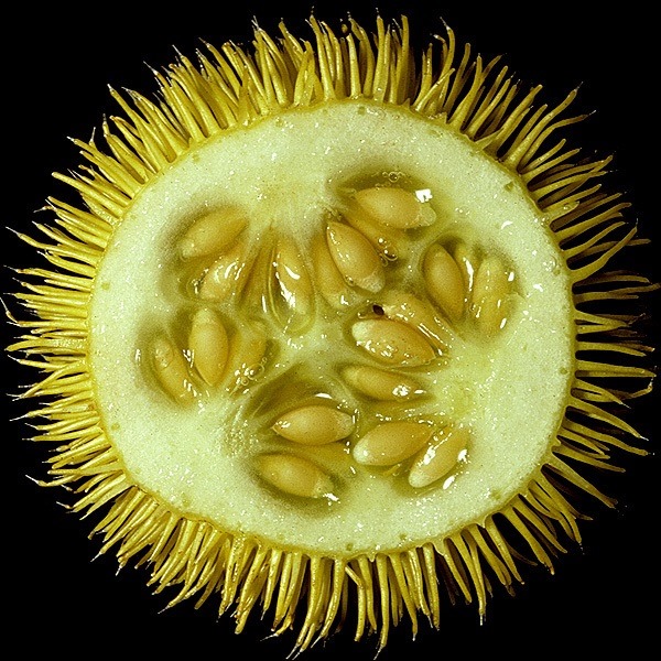 [Cucumis%2520dipsaceus%255B3%255D.jpg]