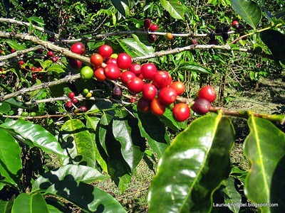 Coffee cherries on the tree