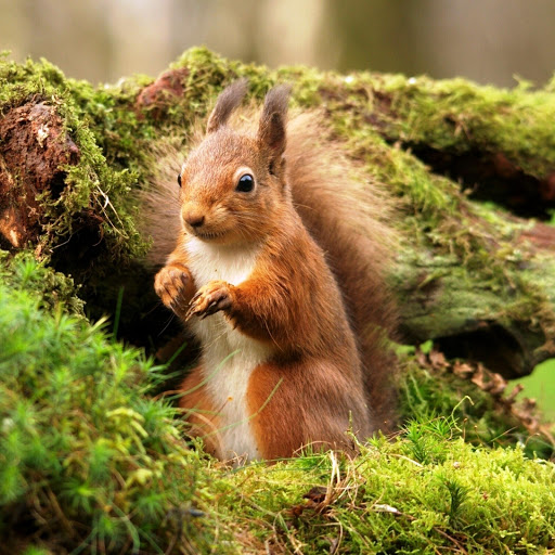 Hd-151528-ascw151528