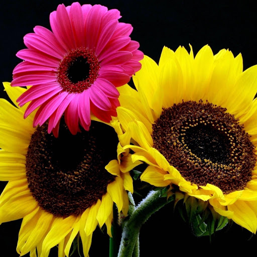 Hd-177336-ascw177336