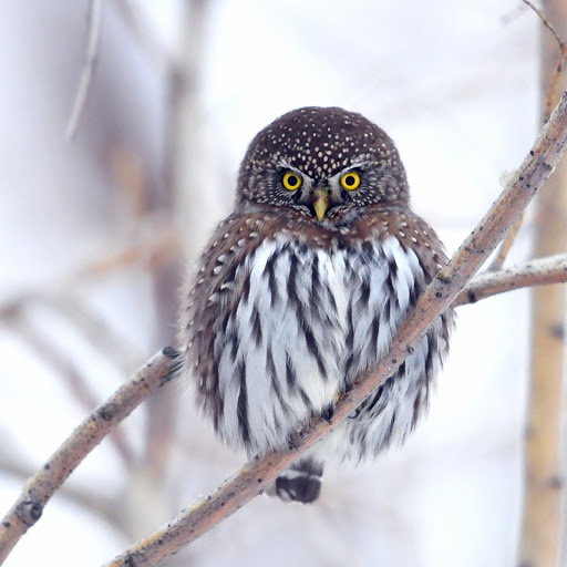 Hd-141129-ascw141129