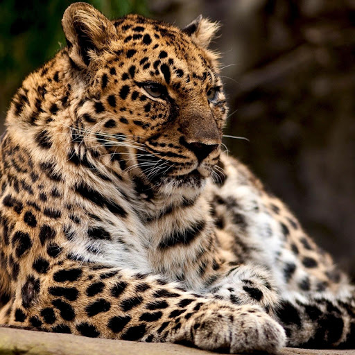 Hd-181788-ascw181788