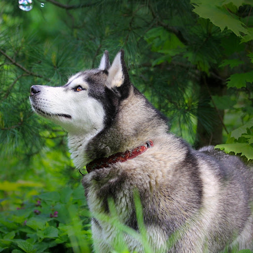 Hd-181217-ascw181217