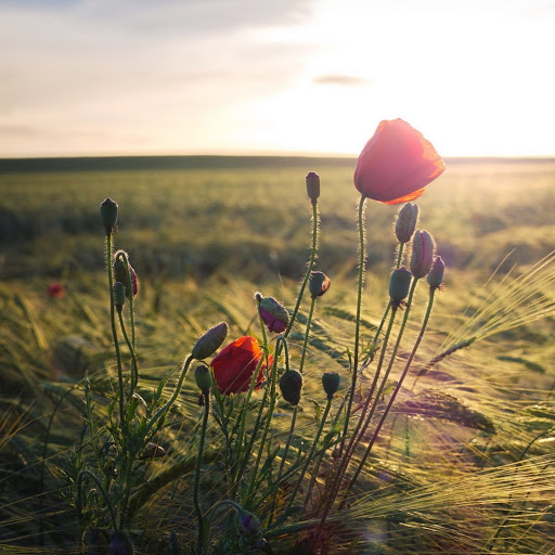 Hd-176318-ascw176318