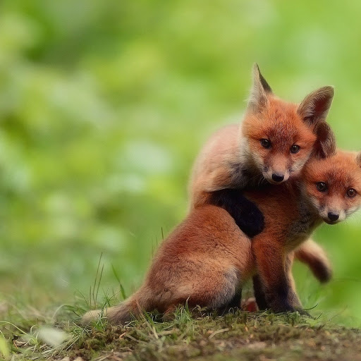 Hd-137888-ascw137888