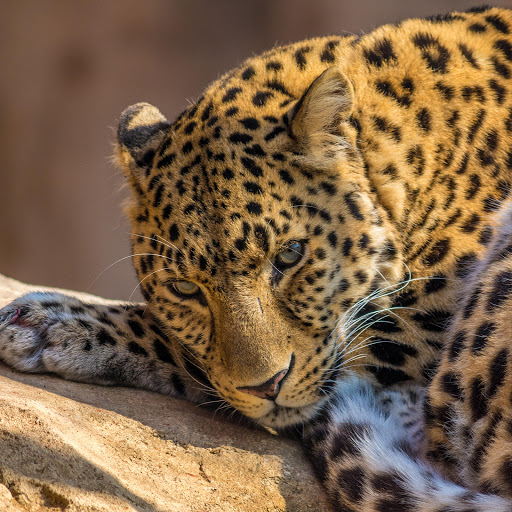 Hd-183259-ascw183259