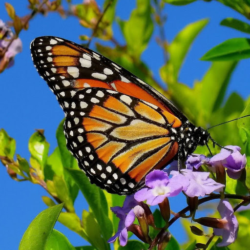 Hd-140055-ascw140055