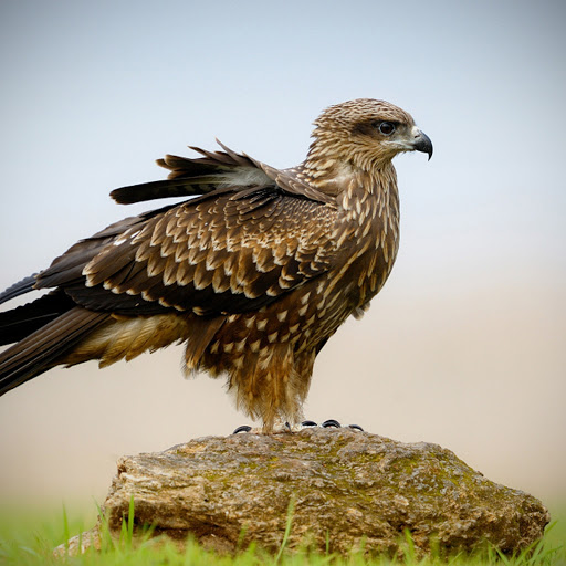 Hd-145409-ascw145409