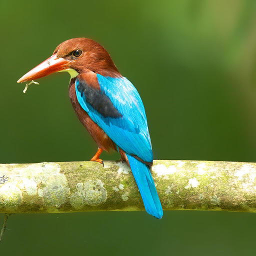 Hd-178189-ascw178189