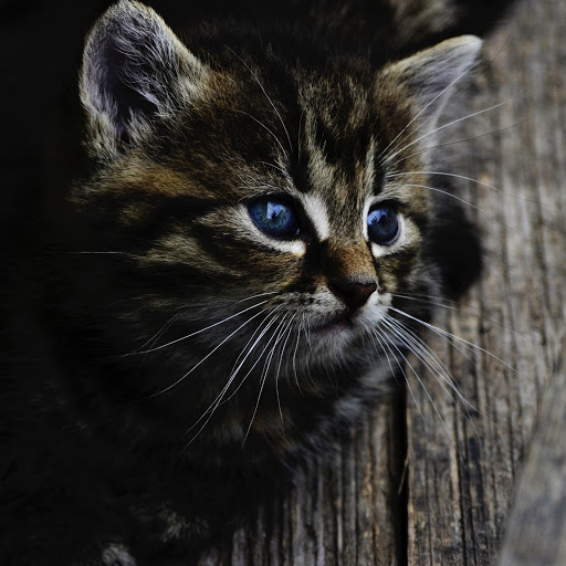 Hd-171230-ascw171230