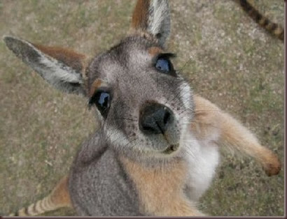 Amazing Animal Pictures Kangaroo (10)
