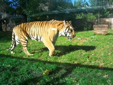 2013.10.26-035 tigre