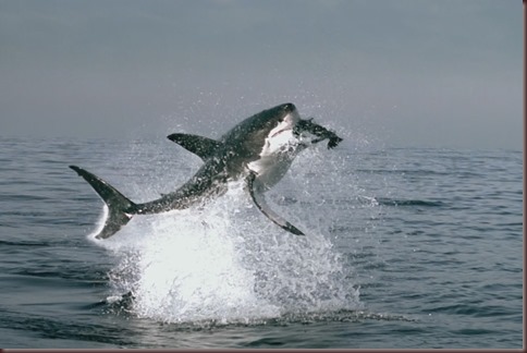 Amazing Animals Pictures White Shark (2)