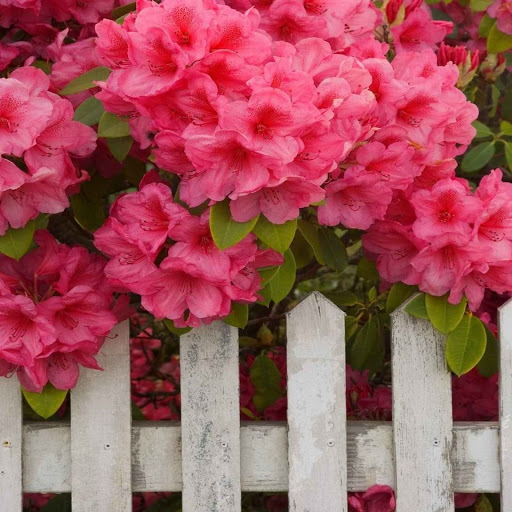 Hd-148918-ascw148918