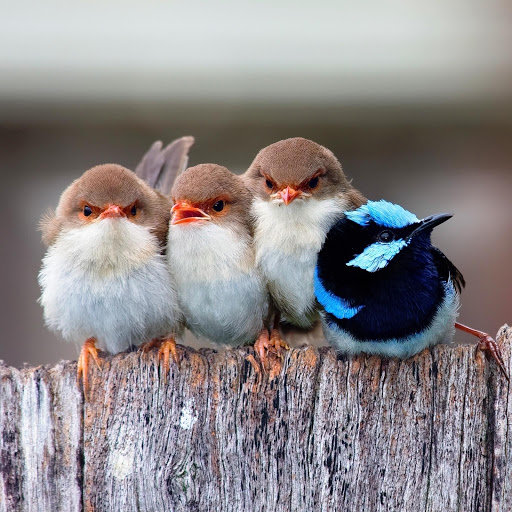 Hd-152343-ascw152343