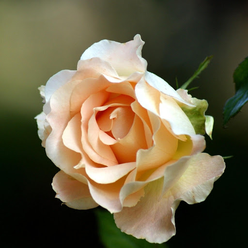 Hd-177181-ascw177181