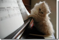 gato pianista blogdeimagenes (28)
