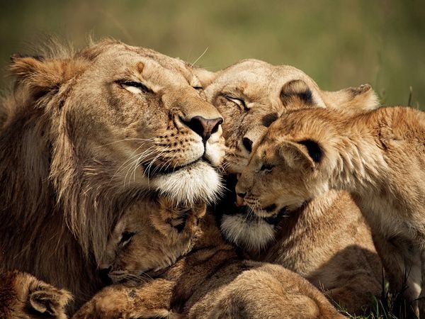 [lions-cubs-kenya%255B4%255D.jpg]